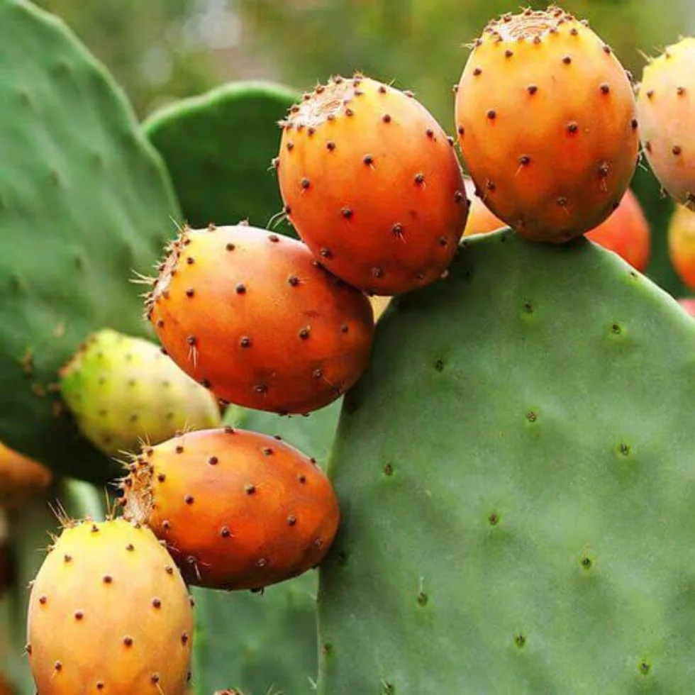 Figues de barbarie mûres sur leurs raquettes