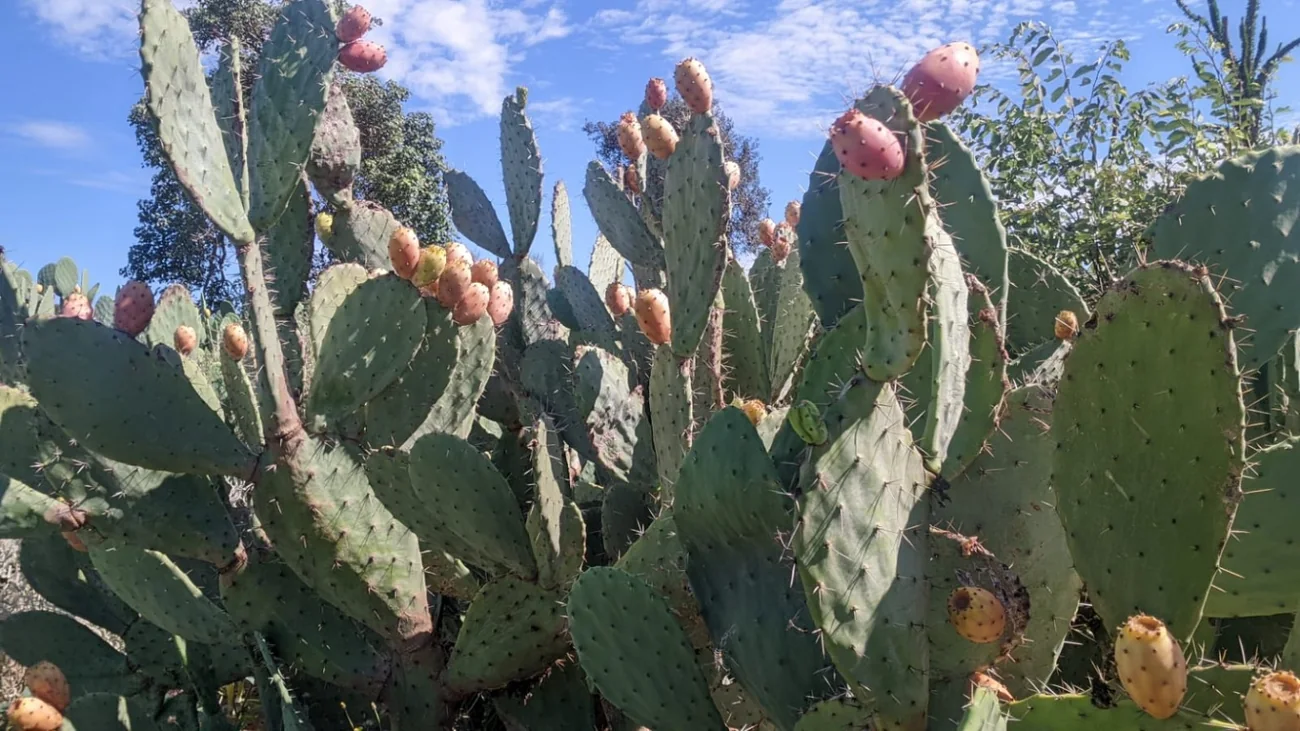 Figues de barbarie sur cactus photographiés à Madagascar