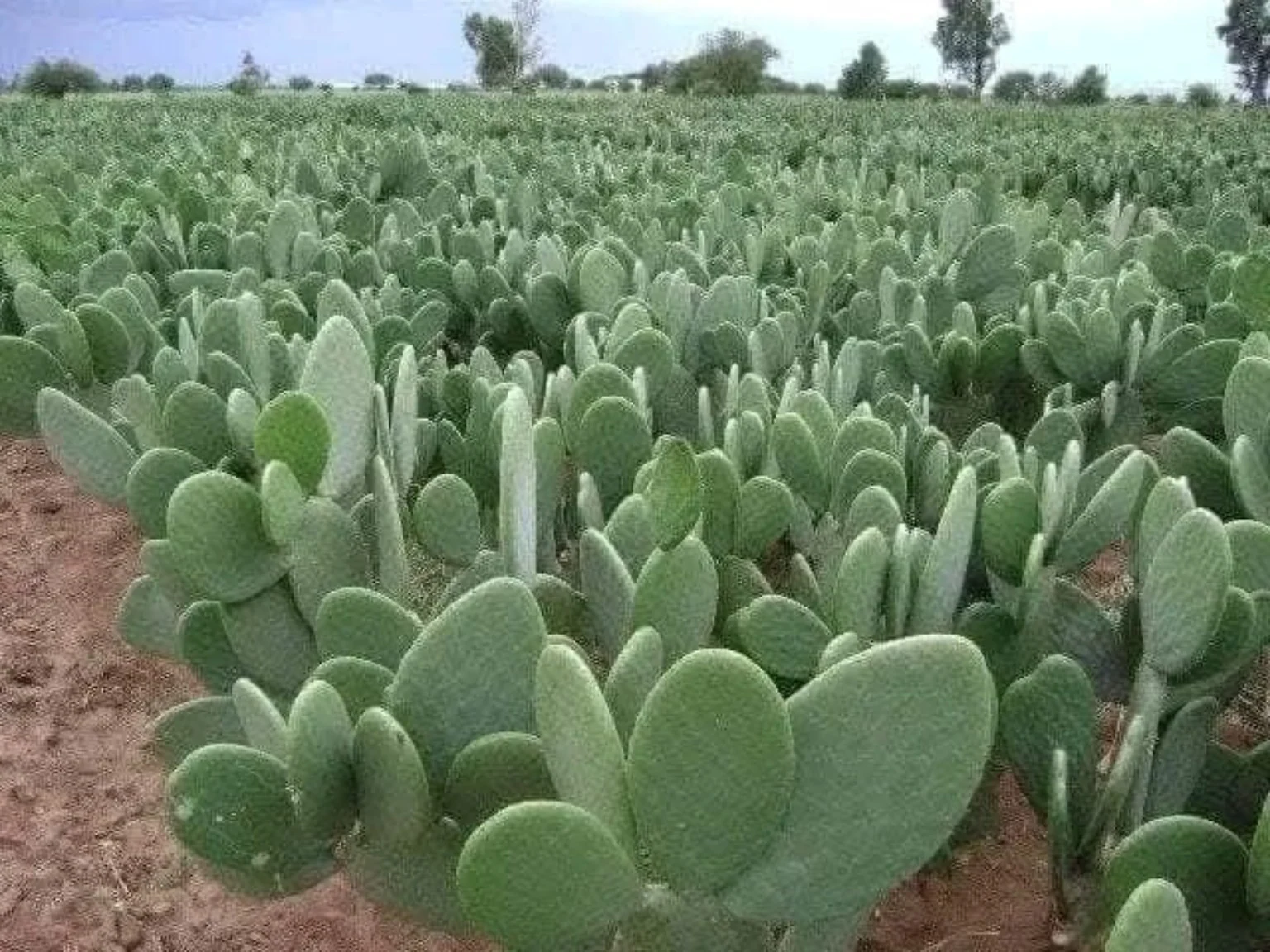 Champ de cactus